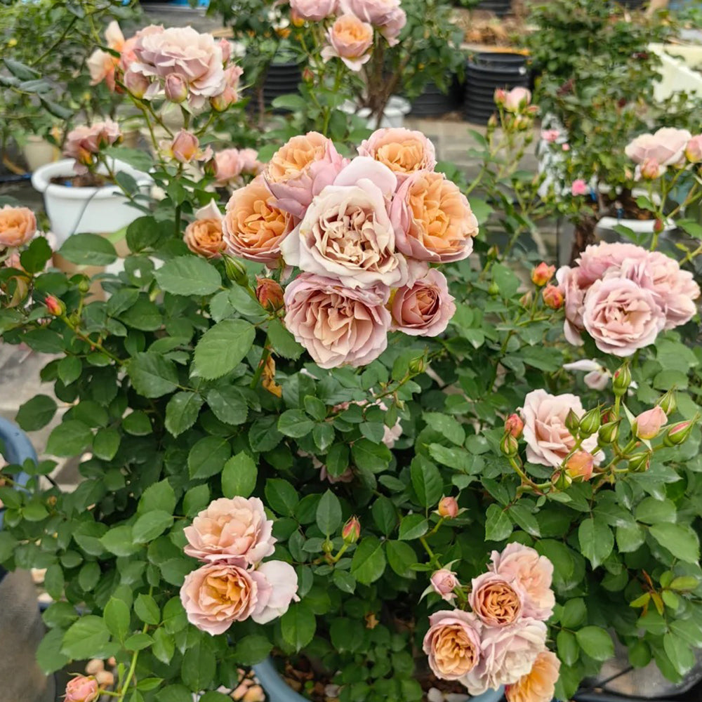 Lori Japanese Florist Shrub Rose