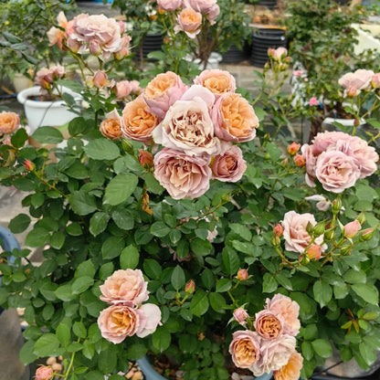 Lori Japanese Florist Shrub Rose