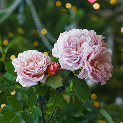 Lori Japanese Florist Shrub Rose