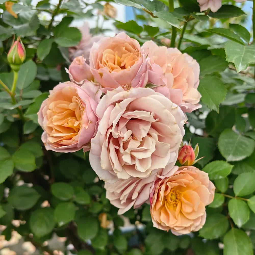 Lori Japanese Florist Shrub Rose