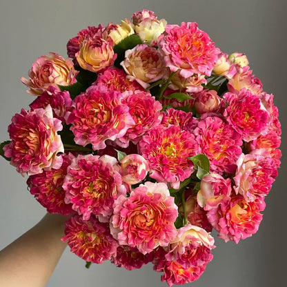 Lotus Netherlands Florist Shrub Rose