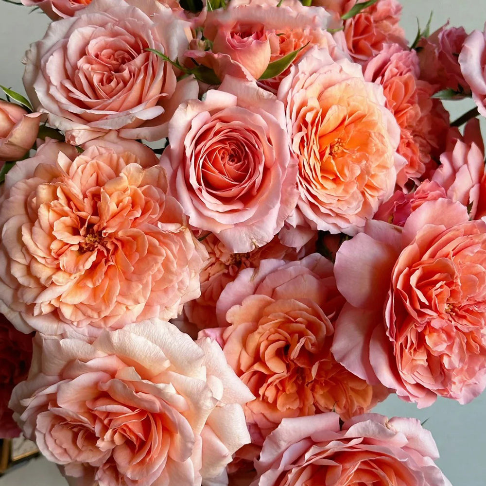 Louise Clements US Florist Shrub Rose