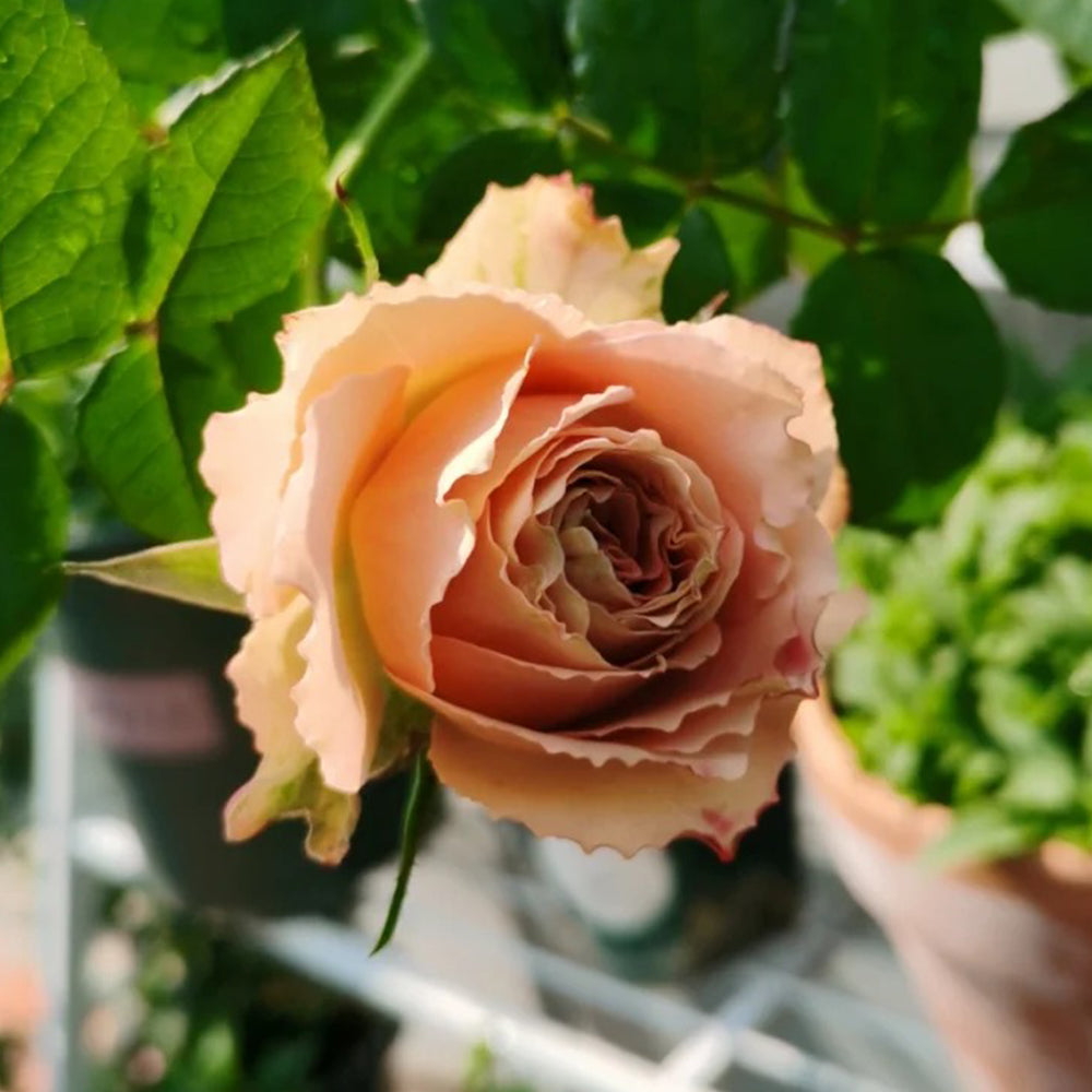 Love Song Japanese Florist Shrub Rose For Sale – Highgarden Roses