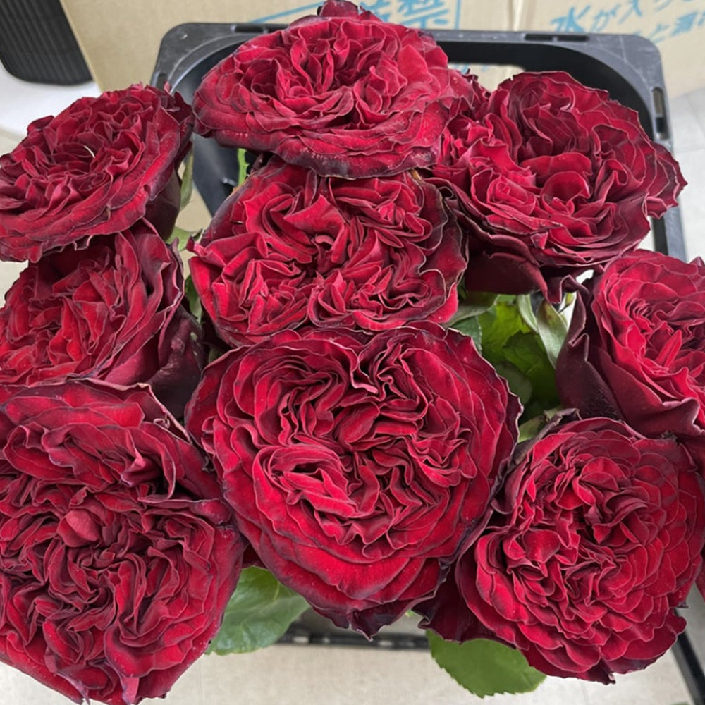 Shojun Roses Lovett Japanese Florist Shrub Rose – Highgarden Roses