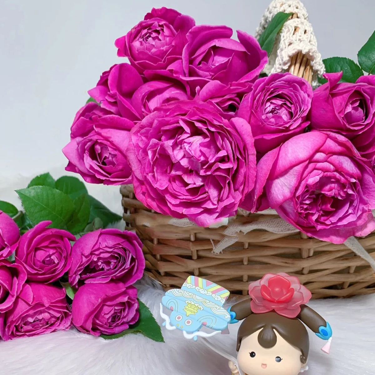 M-Nostalgic Elegance Japanese Florist Shrub Rose Bush For Sale