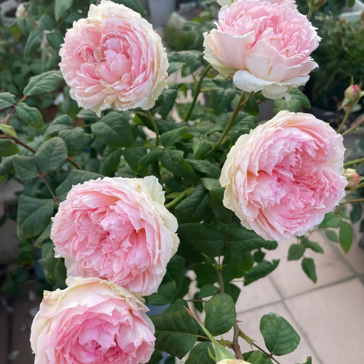 M-Perzik Japanese Florist Shrub Rose