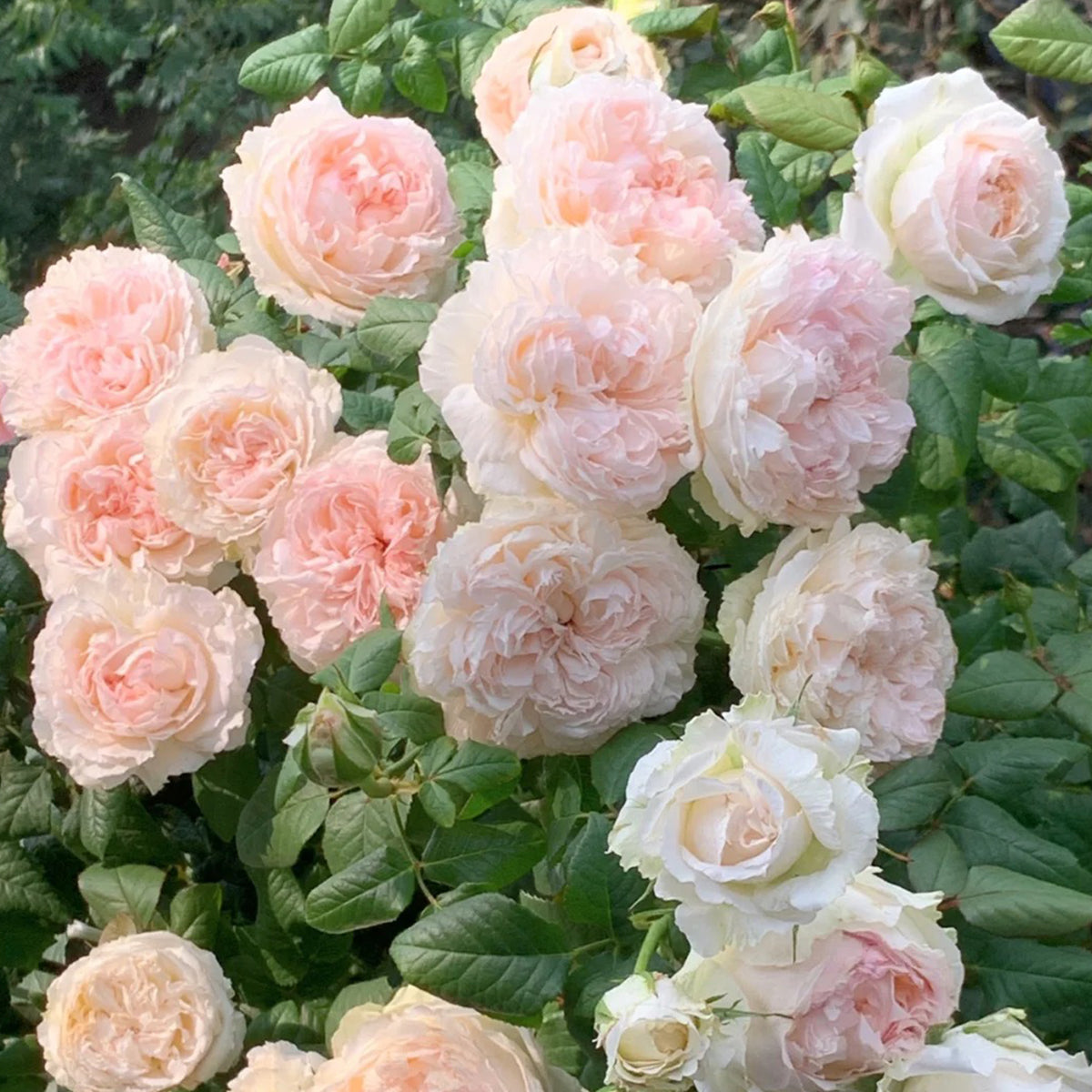 M-Perzik Japanese Florist Shrub Rose