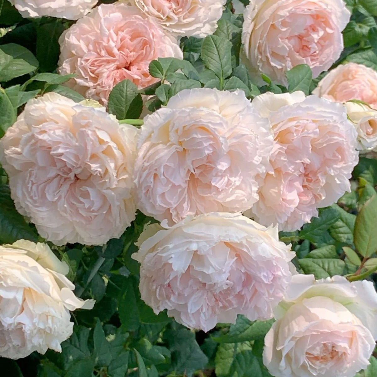 M-Perzik Japanese Florist Shrub Rose