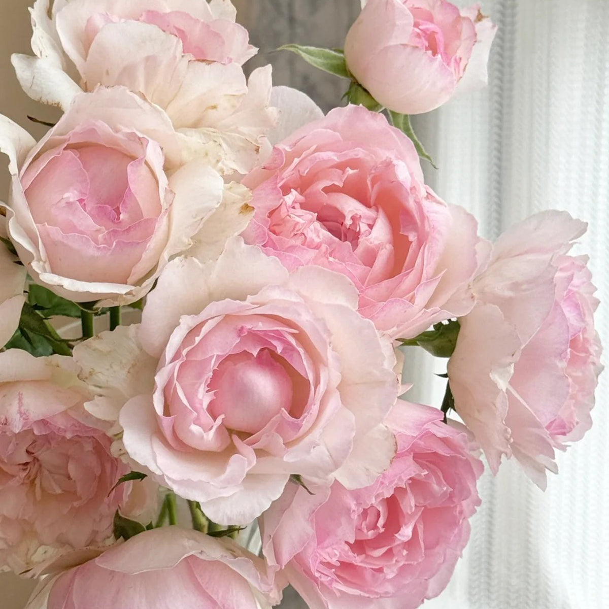 Rose　美月Ｓ M-Perzik Japanese Florist Shrub Rose – Highgarden Roses