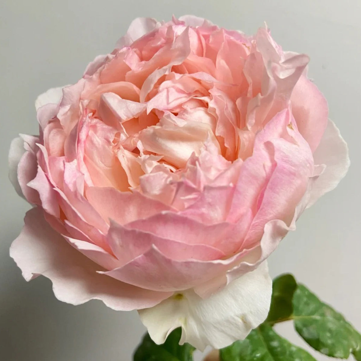 M-Perzik Japanese Florist Shrub Rose