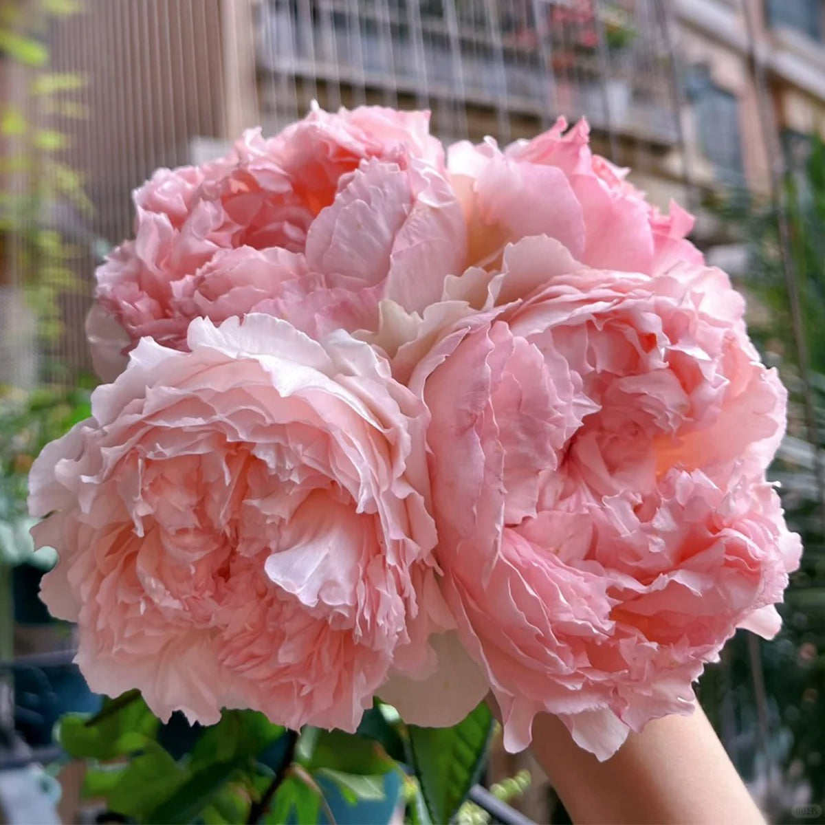 m-rose☆ M-Perzik Japanese Florist Shrub Rose – Highgarden Roses