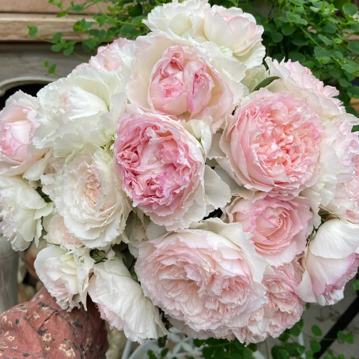 M-Perzik Japanese Florist Shrub Rose