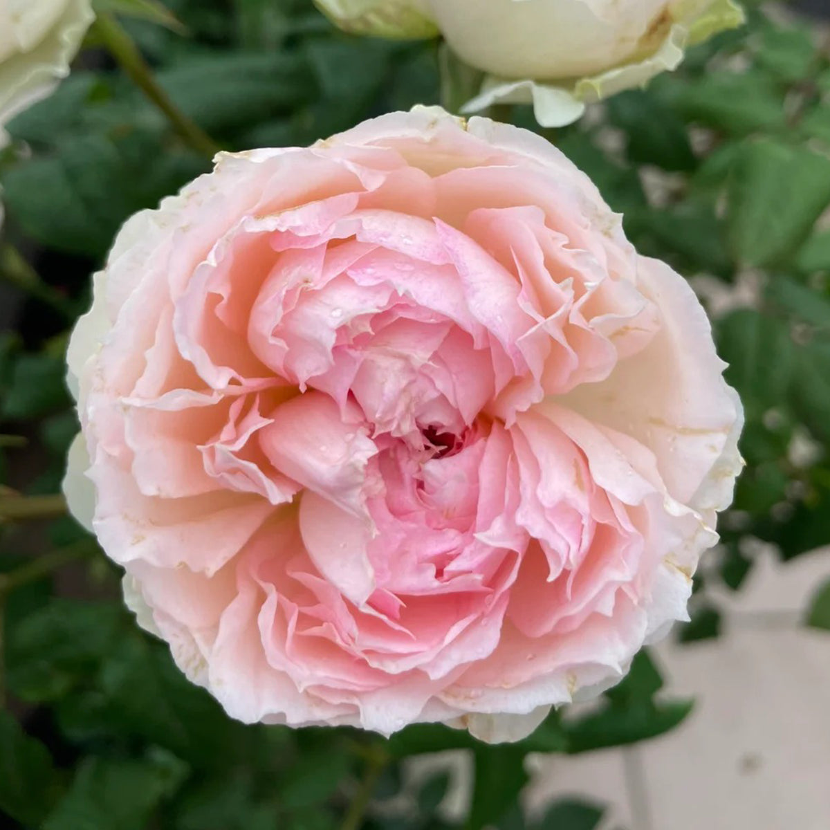 M-Perzik Japanese Florist Shrub Rose