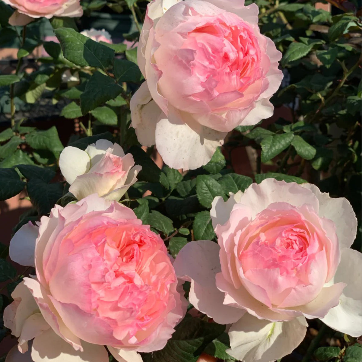 M-Perzik Japanese Florist Shrub Rose – Highgarden Roses