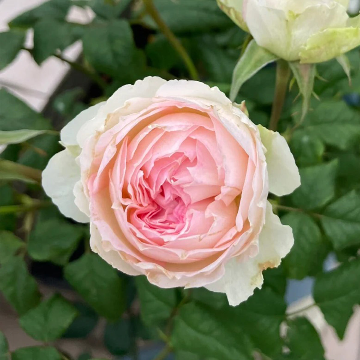 M-Perzik Japanese Florist Shrub Rose