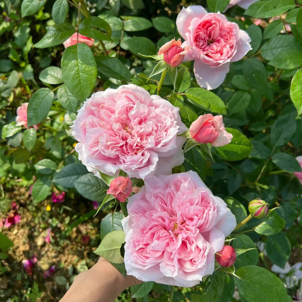 M-Vintage Coral Japanese Florist Shrub Rose For Sale – Highgarden