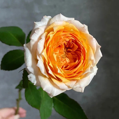 M-Orange Moon Japanese Florist Shrub Rose