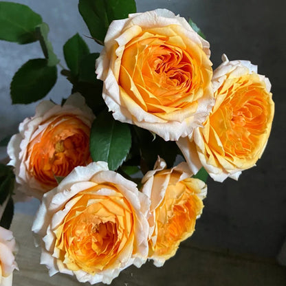 M-Orange Moon Japanese Florist Shrub Rose