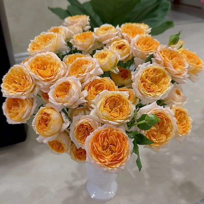 M-Orange Moon Japanese Florist Shrub Rose