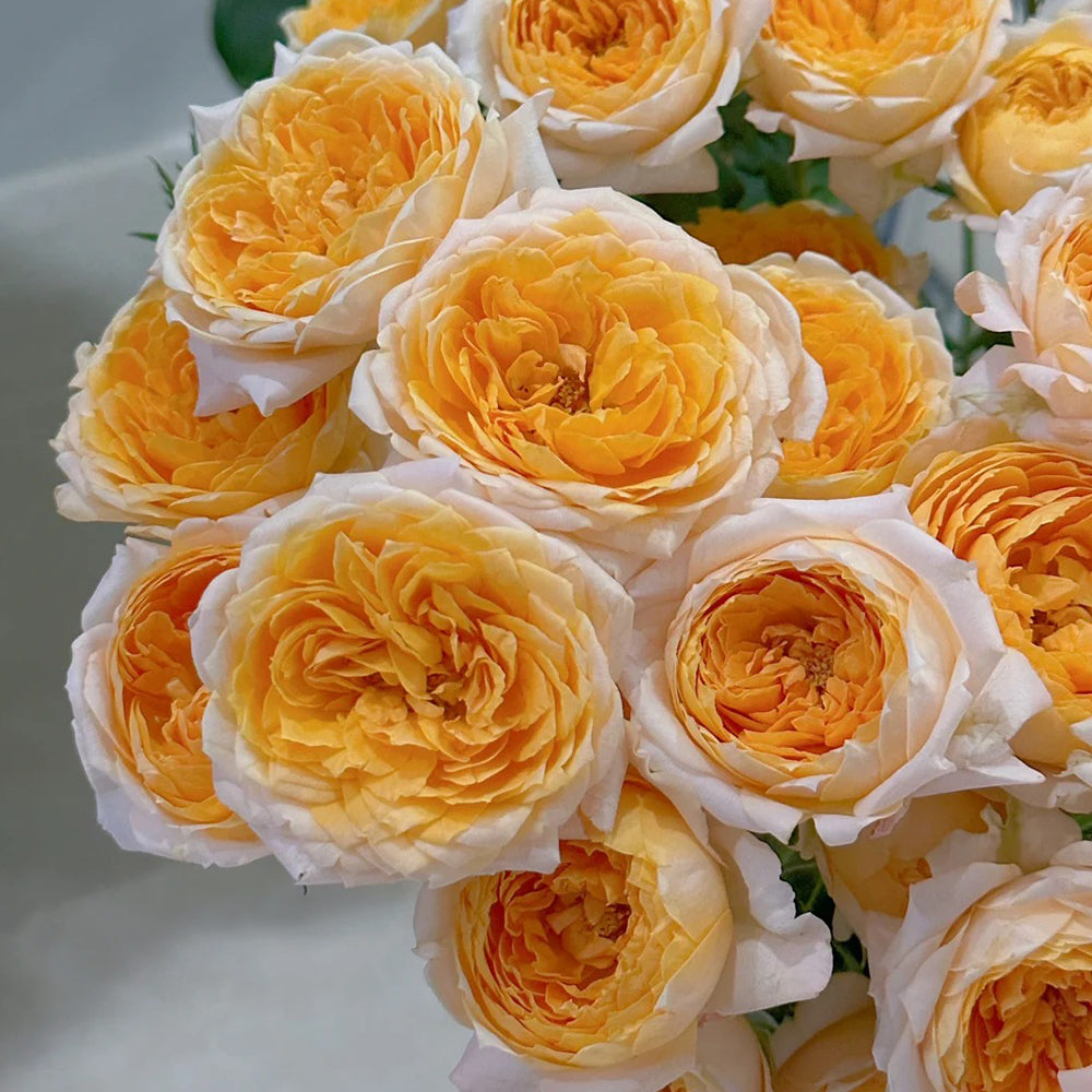 M-Orange Moon Japanese Florist Shrub Rose