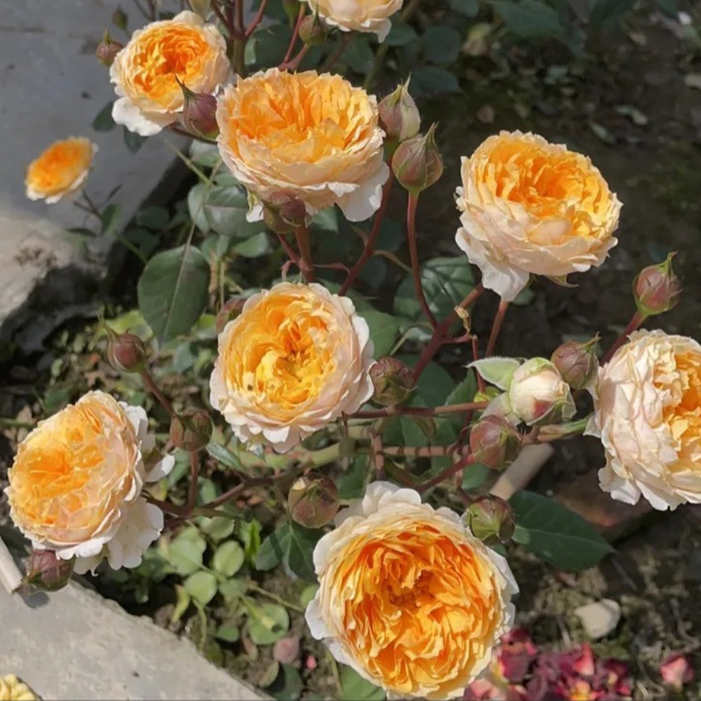 M-Orange Moon Japanese Florist Shrub Rose