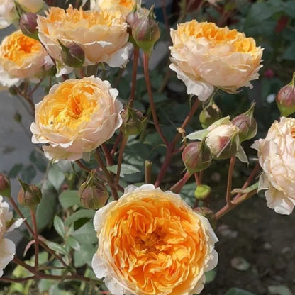 M-Orange Moon Japanese Florist Shrub Rose