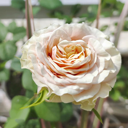 Mabella Netherlands Florist Shrub Rose