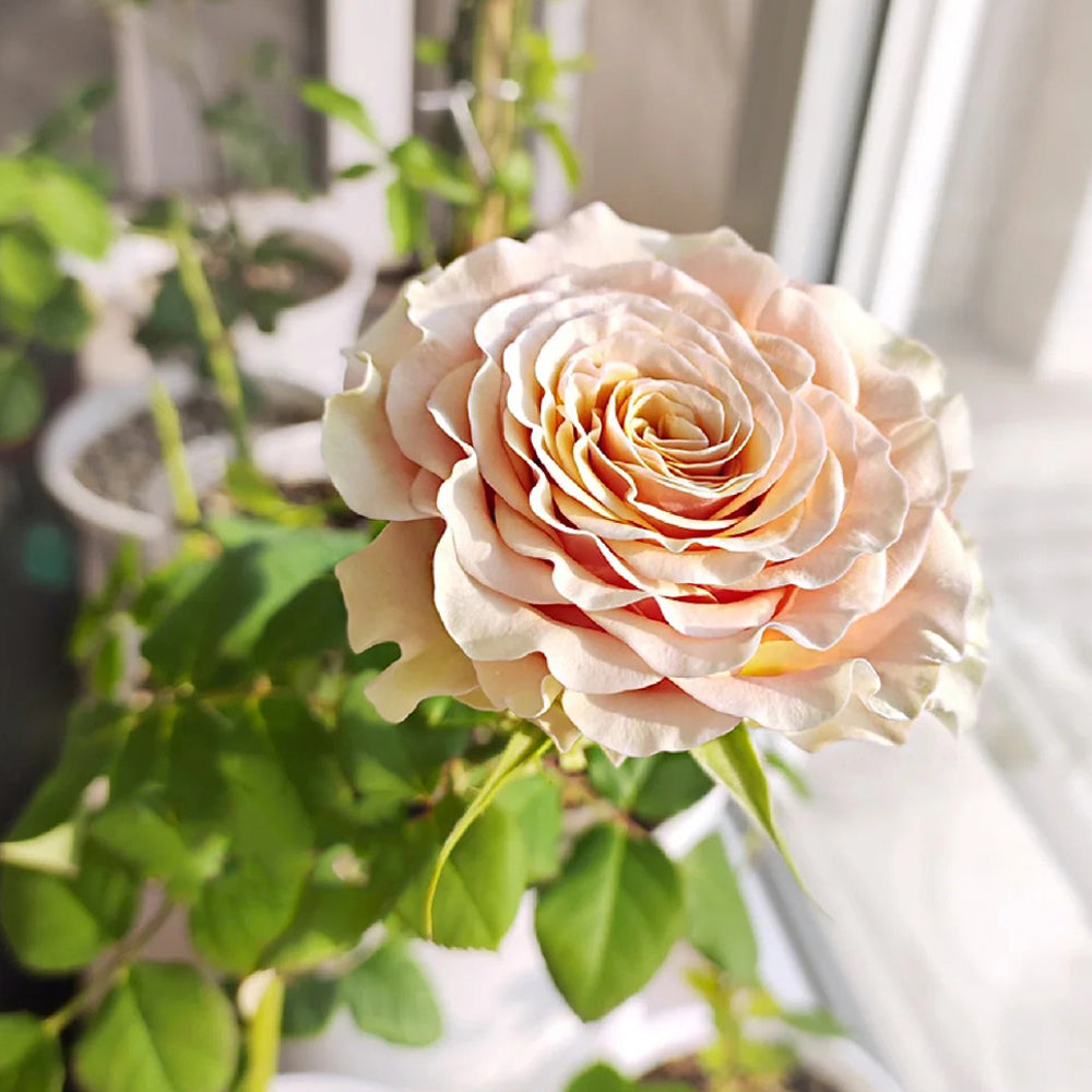 Mabella Netherlands Florist Shrub Rose