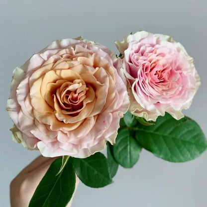 Mabella Netherlands Florist Shrub Rose