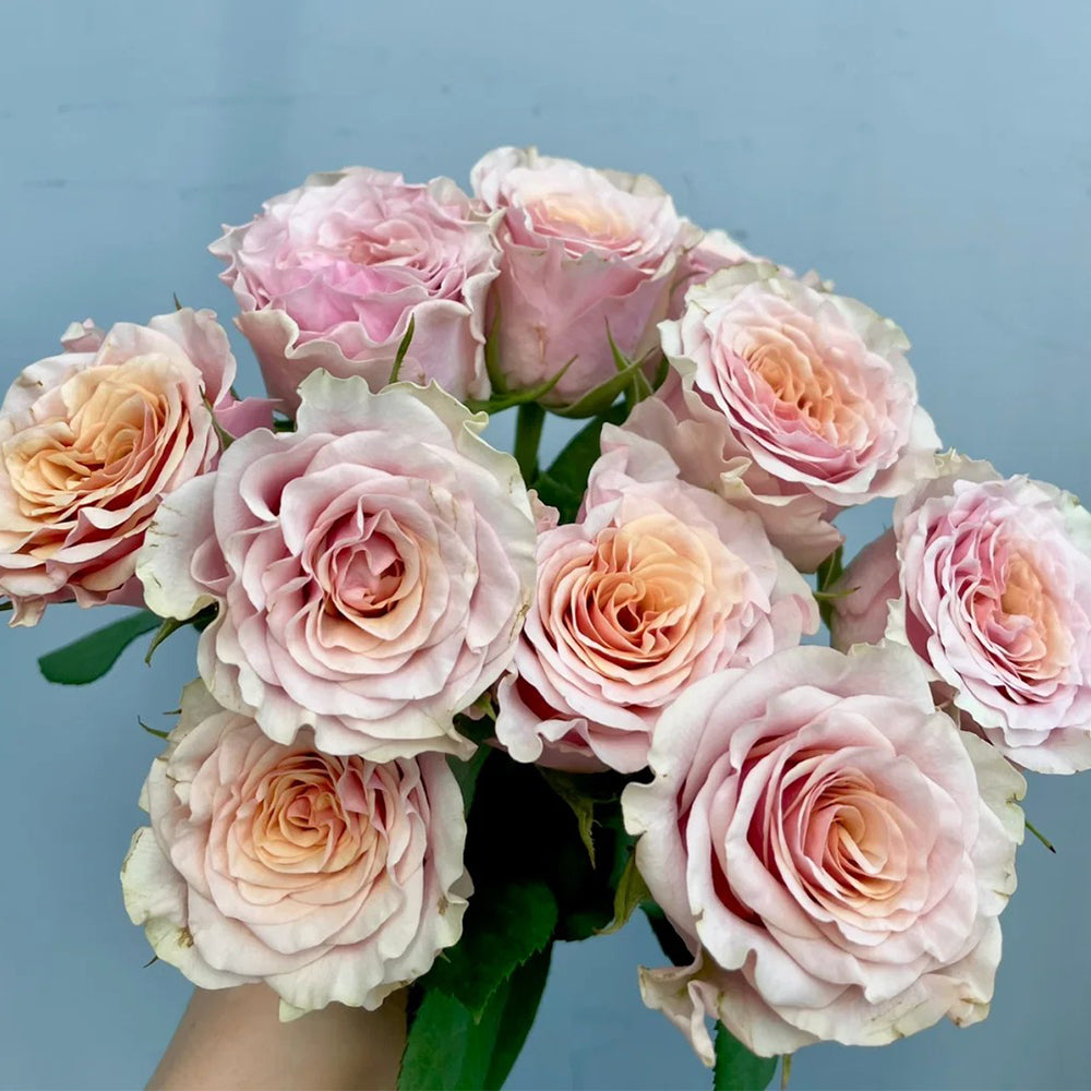 トールペイント ハンドメイド Mabelle Rose Mabella Dutch Florist Hybrid Tea Rose – Highgarden Roses