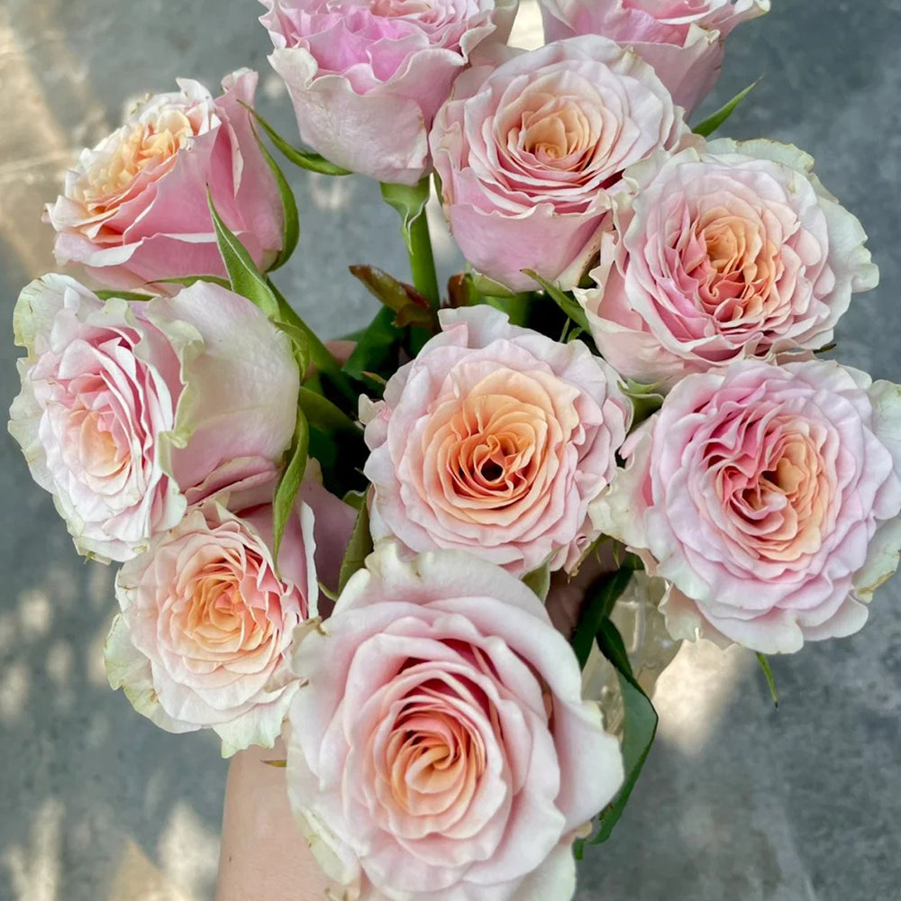 Mabella Netherlands Florist Shrub Rose