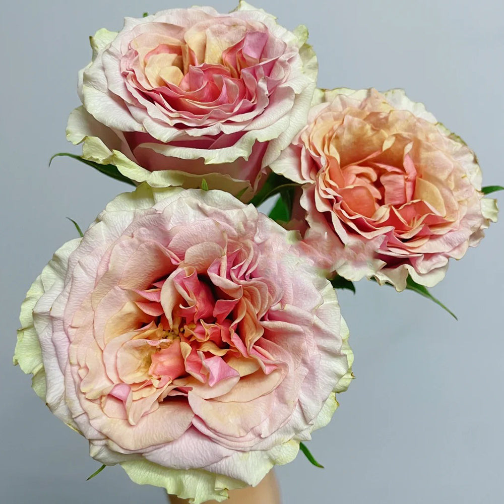 Mabella Netherlands Florist Shrub Rose