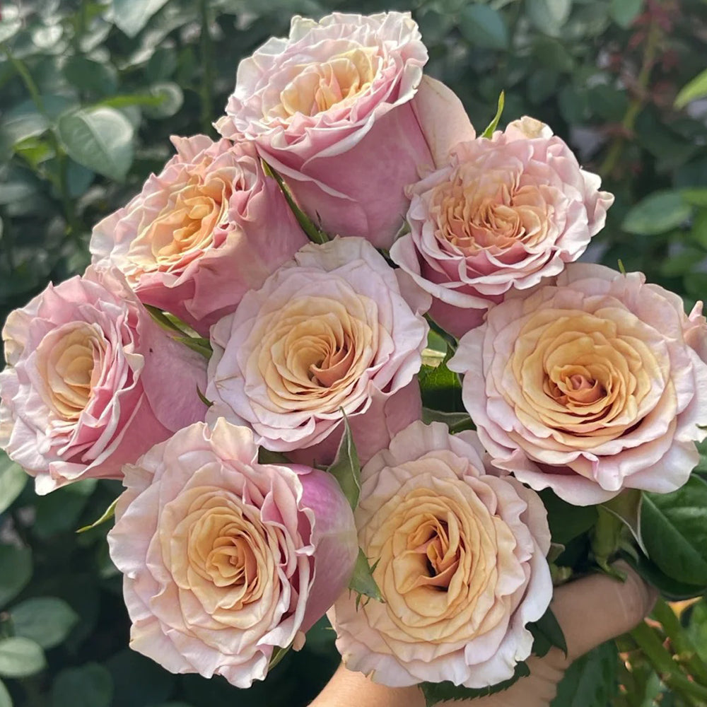 Mabella Netherlands Florist Shrub Rose