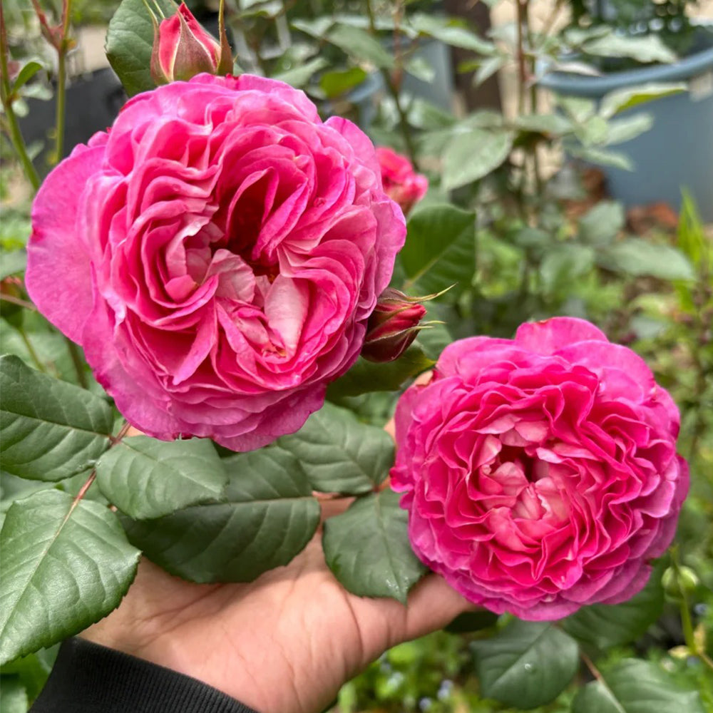 Madame de Staël French Garden Shrub Rose