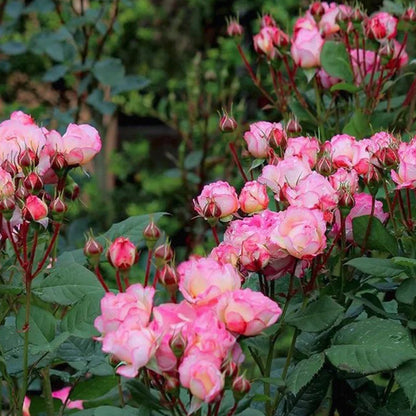 Madame de Staël French Garden Shrub Rose