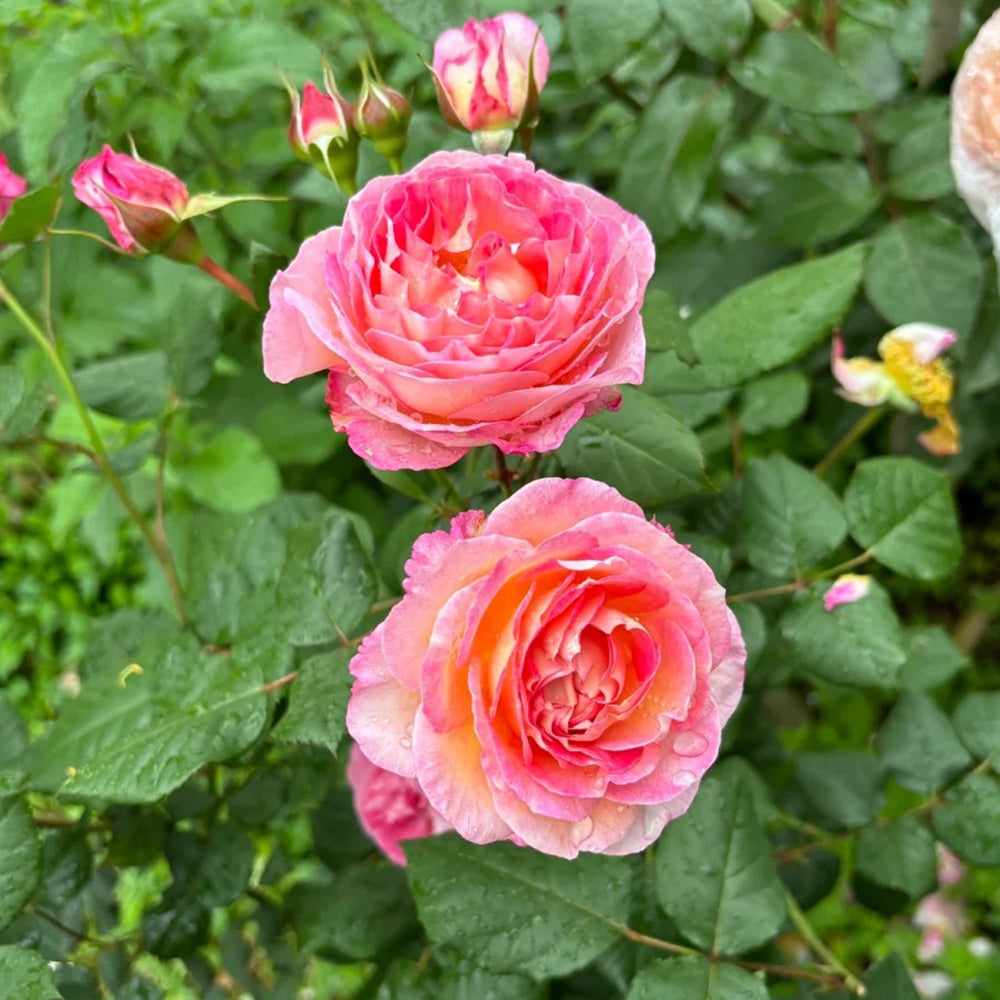 Madame de Staël French Garden Shrub Rose