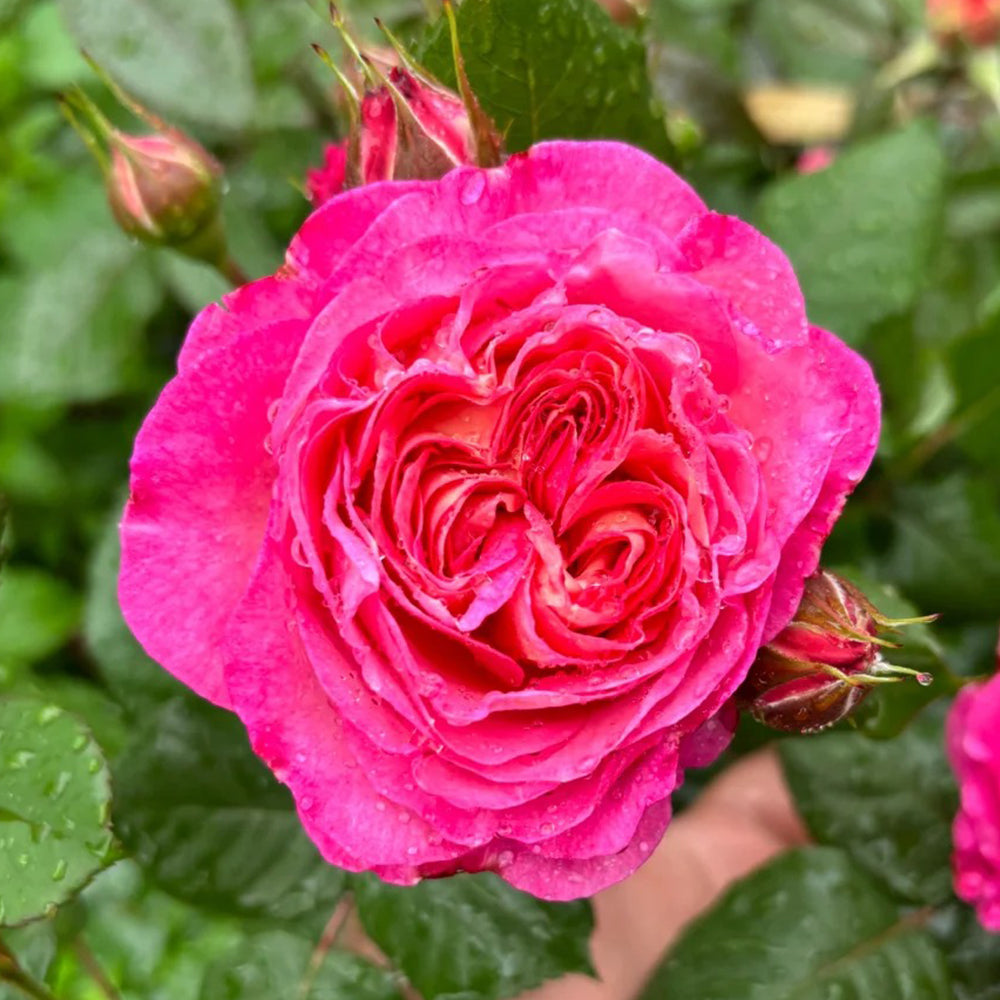 Madame de Staël French Garden Shrub Rose