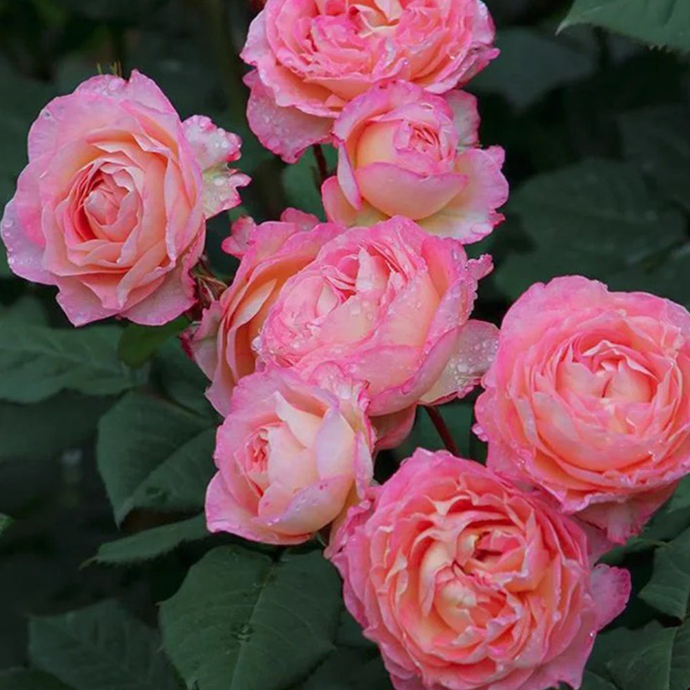 Madame de Staël French Garden Shrub Rose