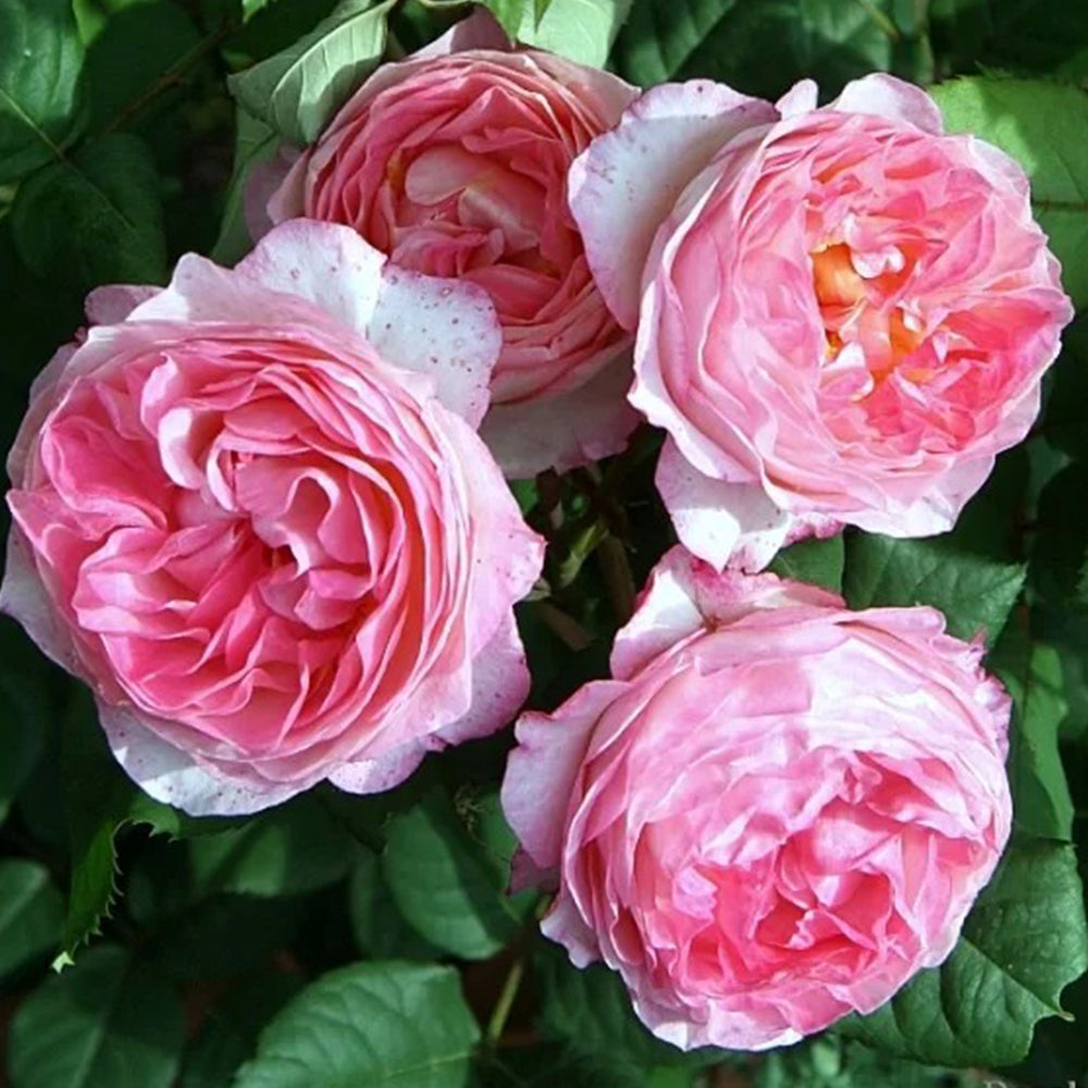 Madame de Staël French Garden Shrub Rose – Highgarden Roses