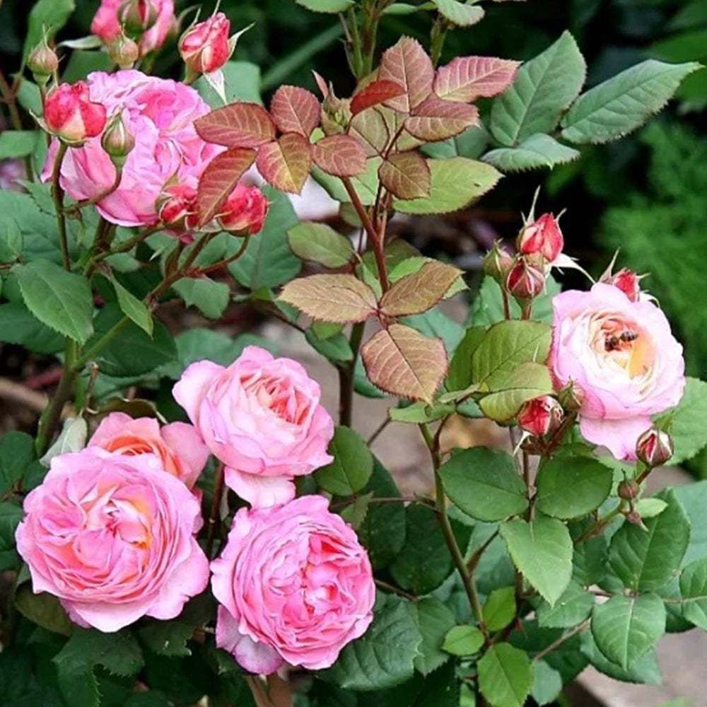 Madame de Staël French Garden Shrub Rose