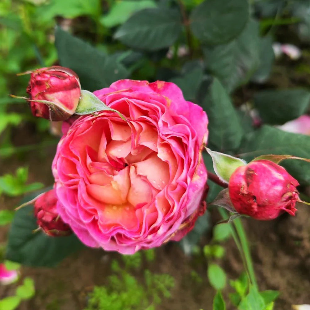 Madame de Staël French Garden Shrub Rose