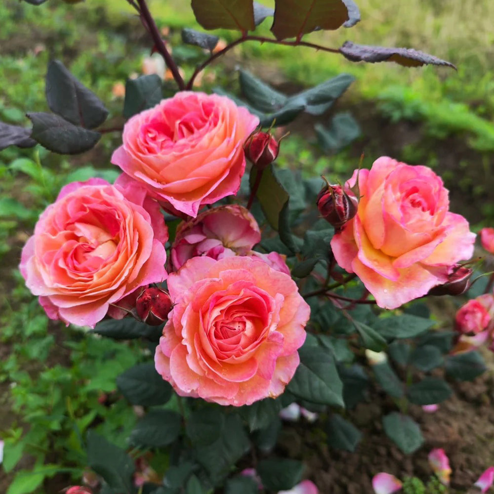 Madame de Staël French Garden Shrub Rose