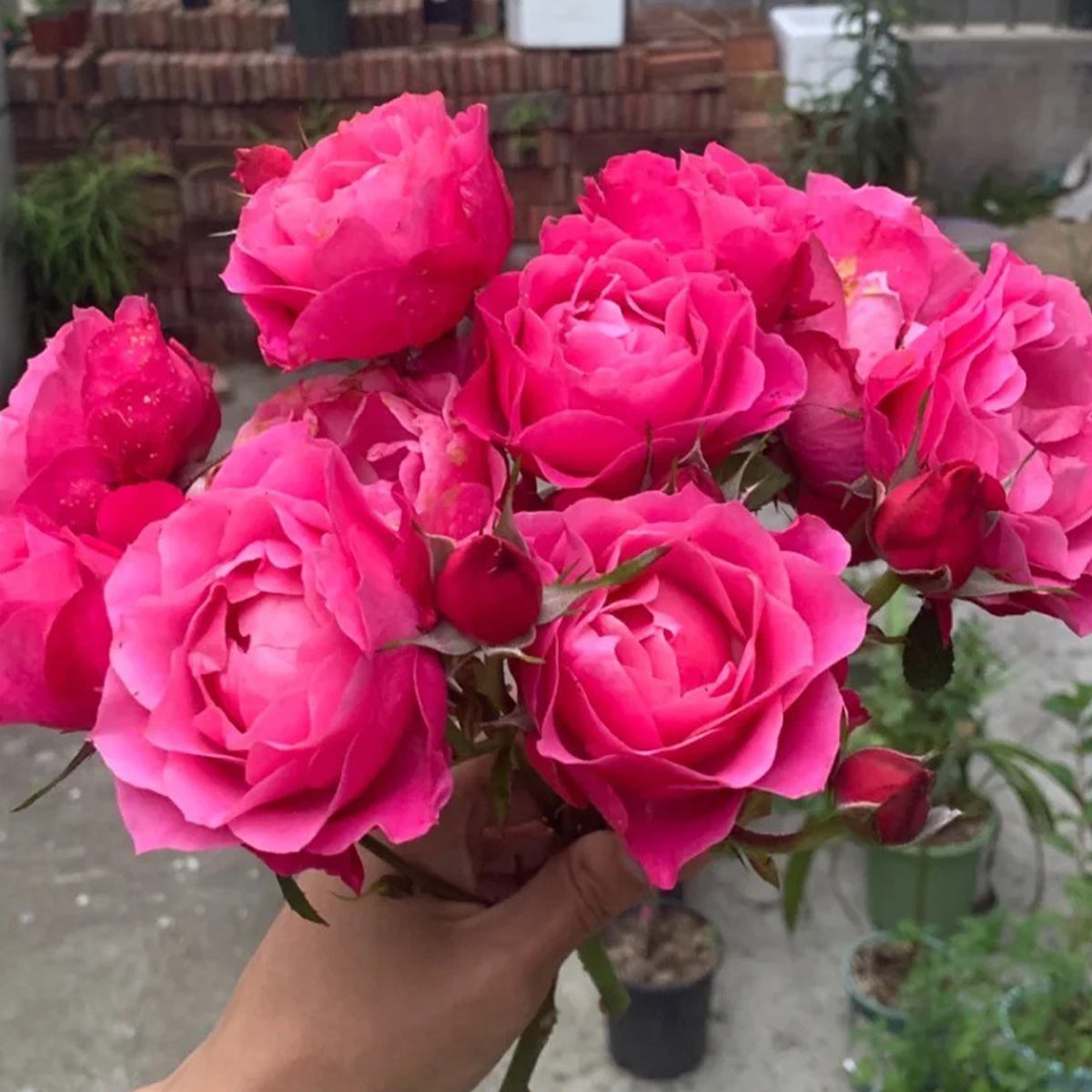 Maggiore Forever Danish Florist Shrub Rose Own Root | Highgarden Roses