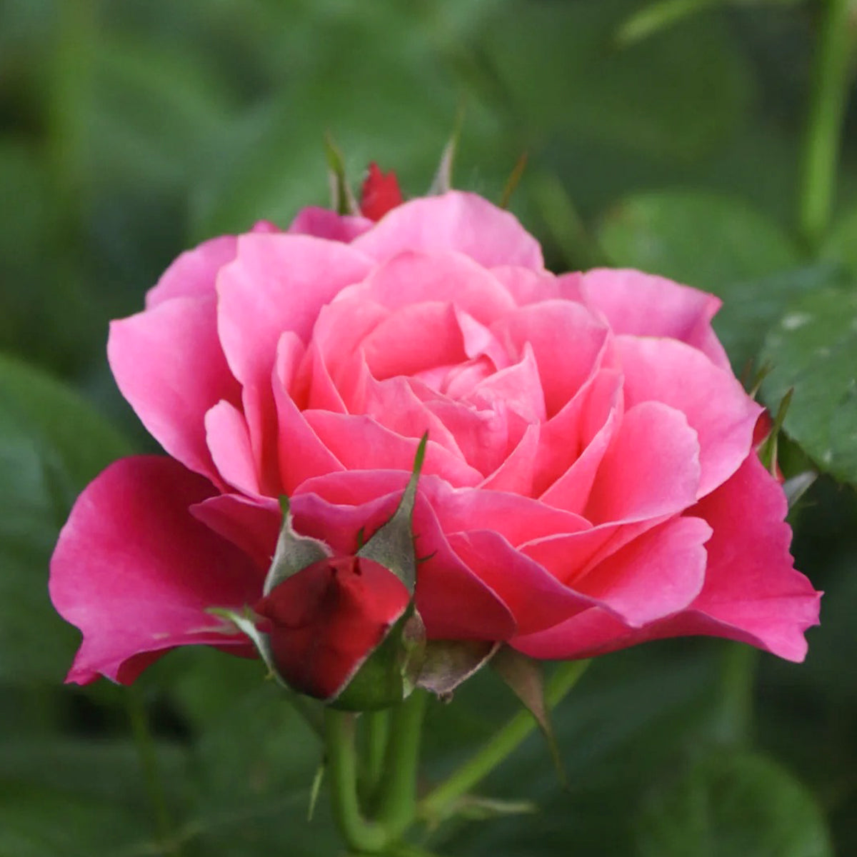 Maggiore Forever Danish Florist Shrub Rose Own Root | Highgarden Roses
