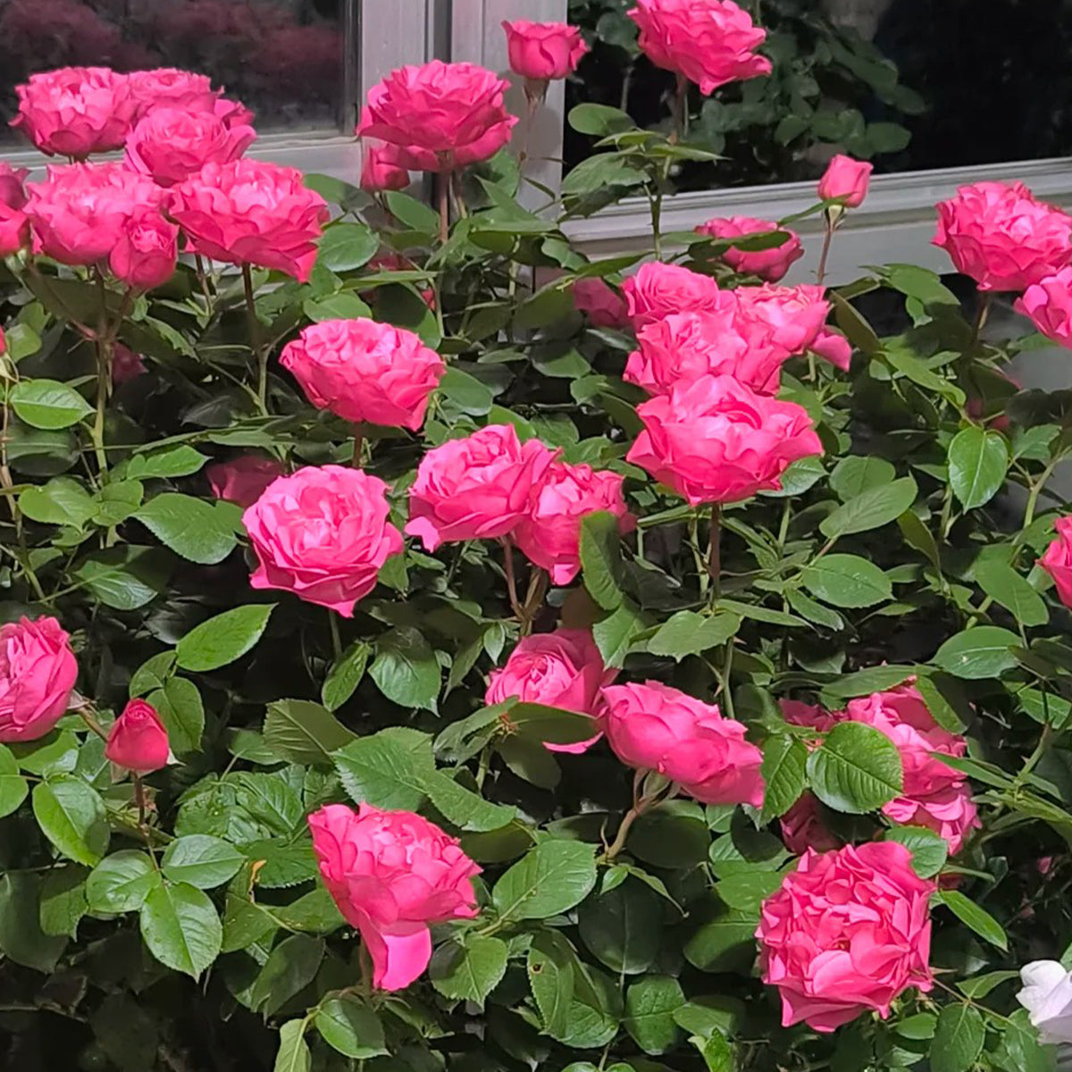 Maggiore Forever Danish Florist Shrub Rose