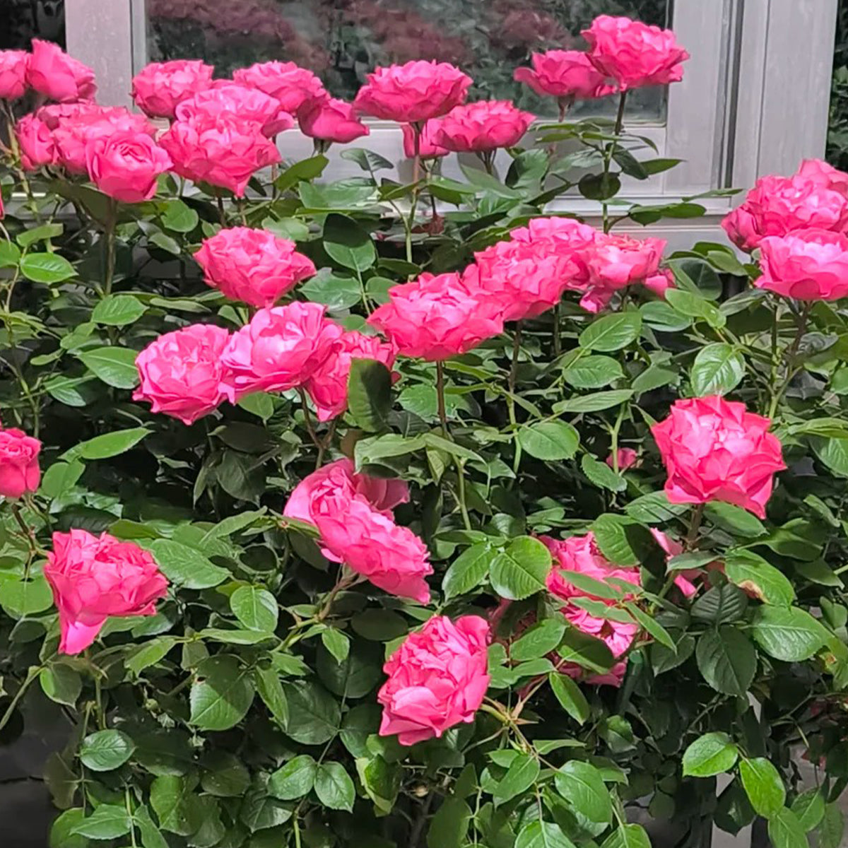 Maggiore Forever Danish Florist Shrub Rose Own Root | Highgarden Roses
