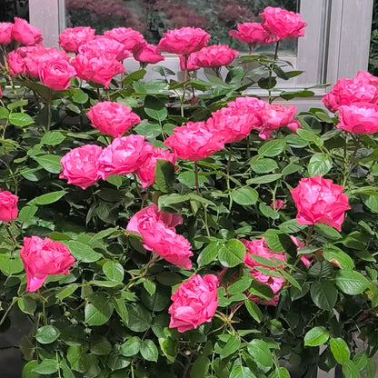 Maggiore Forever Danish Florist Shrub Rose