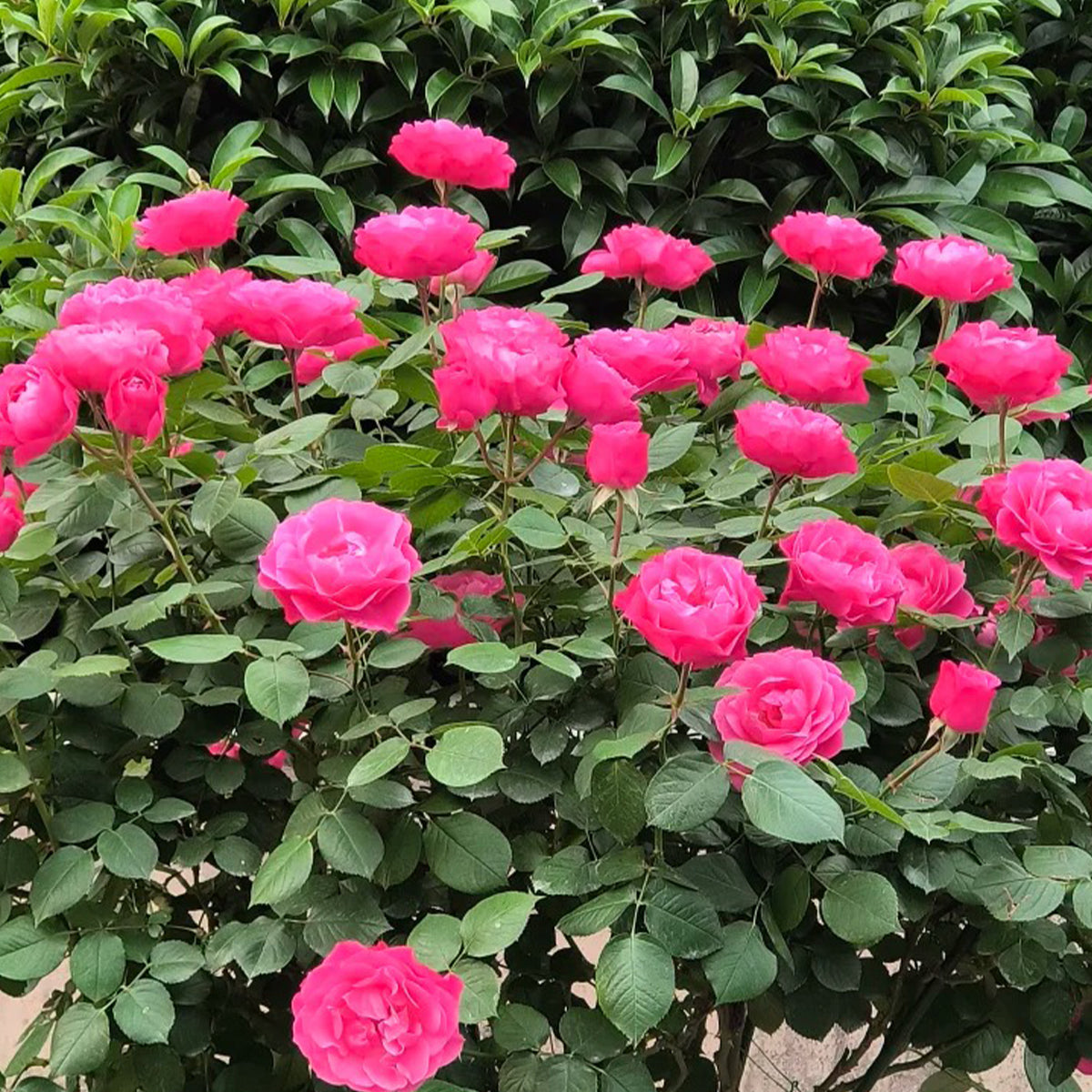 Maggiore Forever Danish Florist Shrub Rose