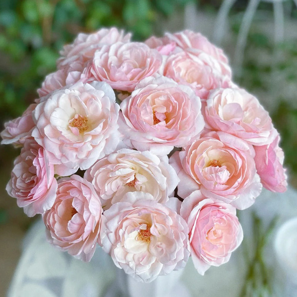 Premium Chinese Rose Bushes | Garden & Florist Rose Bushes for