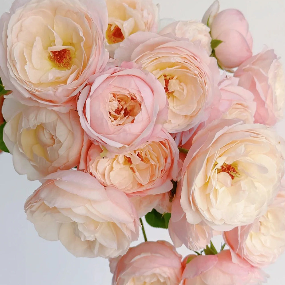 Maiden's Heart Chinese Florist Shrub Rose For Sale